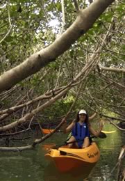 Kayaking photos - Kayak in the Florida mangroves